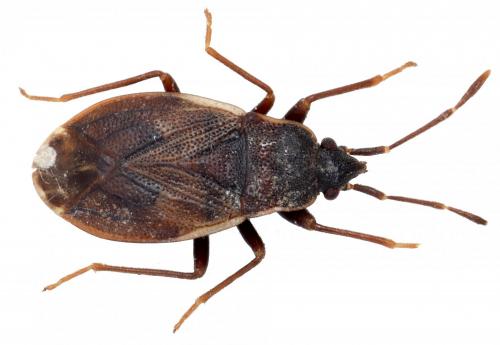 Réf. 183 788 : Drymus brunneus confinis